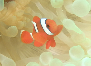 石垣島/カクレクマノミ 石垣島/カクレクマノミ