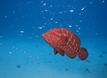 石垣島/アザハタ 石垣島/アザハタ