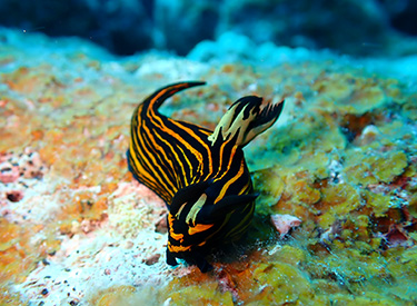 石垣島/イシガキリュウグウウミウシ 石垣島/イシガキリュウグウウミウシ