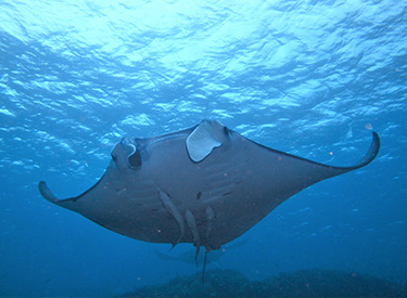 石垣島/マンタ 石垣島/マンタ