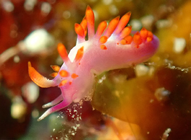 石垣島/ルージュミノウミウシ 石垣島/ルージュミノウミウシ