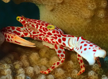 石垣島/オオアカホシサンゴガニ 石垣島/オオアカホシサンゴガニ