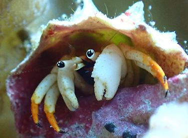 石垣島/アカツメサンゴヤドカリ 石垣島/アカツメサンゴヤドカリ