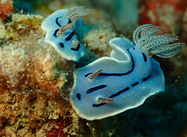 石垣島/ミゾレウミウシ 石垣島/ミゾレウミウシ