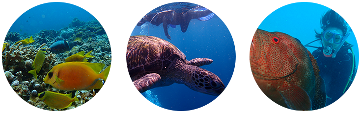 ダイビング・シュノーケリング風景 ダイビング・シュノーケリング風景